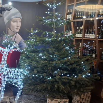 470017424_1136055901853801_3533790428358812721_n